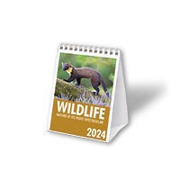 Wildlife Mini Desk
