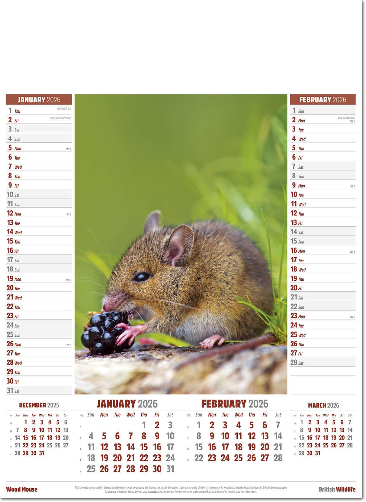 British Wildlife