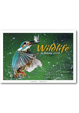 Wildlife in Britain Central Spiral