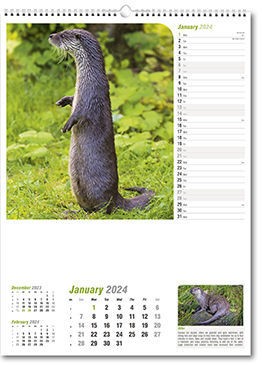 Wildlife in Britain
