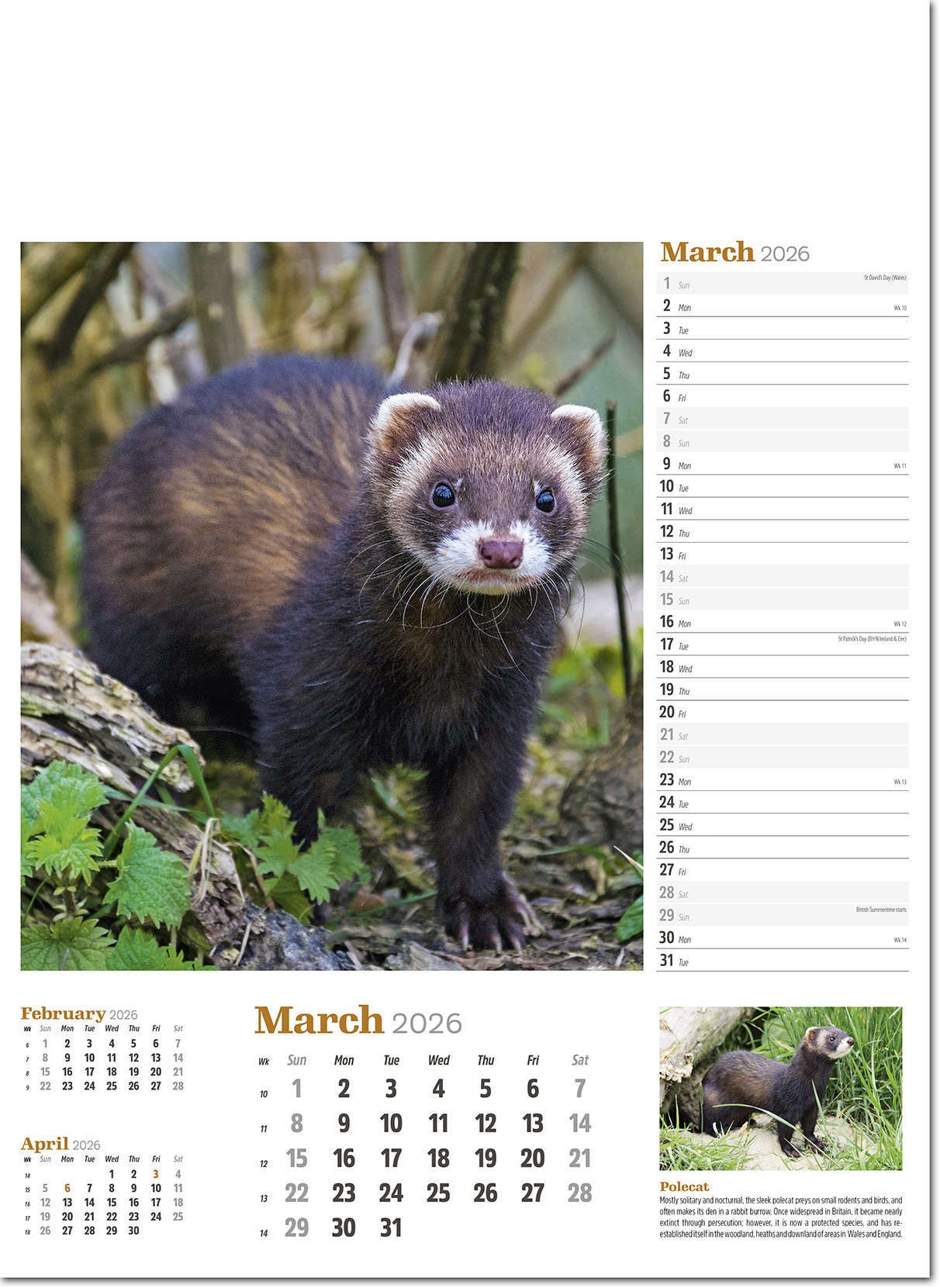 Wildlife in Britain