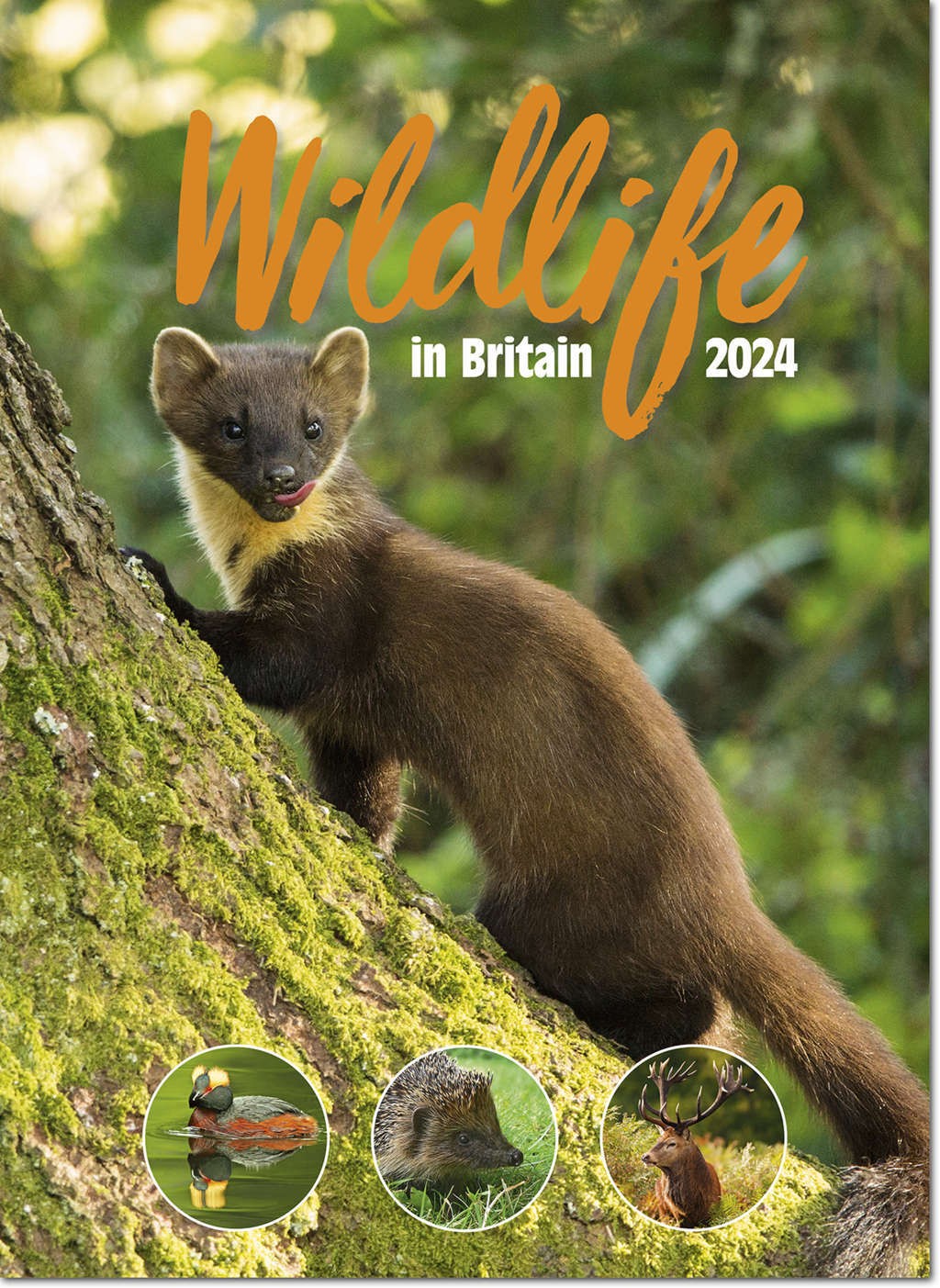 Wildlife in Britain