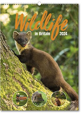 Wildlife in Britain